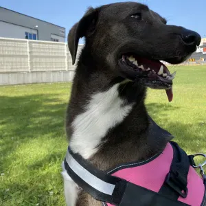 Procura de cuidador para patuda 