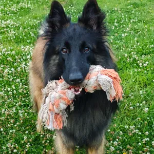 Garderie de chien de jour