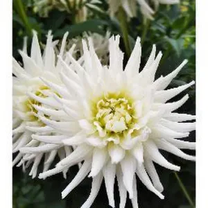 Baby-sitter et assistante maternelle en devenir 