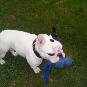 Pet-Sitter à Sucy-en-Brie et aux alentours 