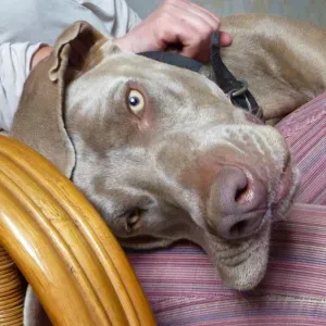 Offre d'emploi pour un(e) petsitter à Pacy-sur-Eure