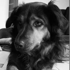 La maison des animaux - Poitiers