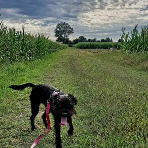 Ciao! Pet Sitter nella zona di Pontelongo 