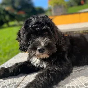 Cuidado ao domicílio 