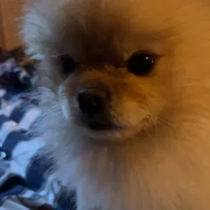 Koirien ulkoilutus ja käydä ruokkimassa