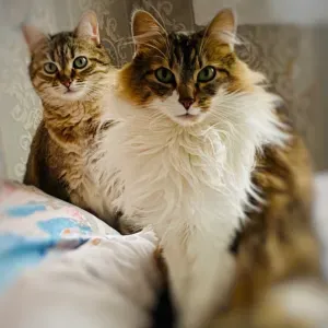 Cherche une cat sitter