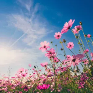 Accompagnatrice auprès des personnes à Segrè en Anjou Bleu