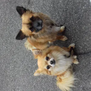 Garde et promenades de chiens