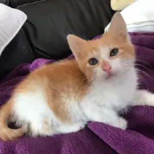 Poste de femme de ménage à Le Mans