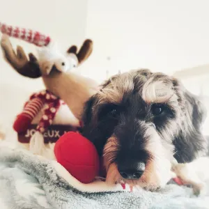 Je chercher une baby-sitter pour le mois de juillet 