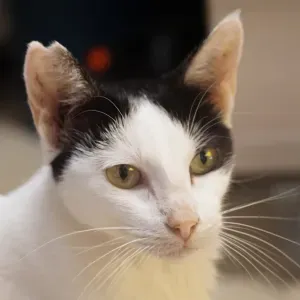 Cuidadora de animales en Granollers, Barcelona