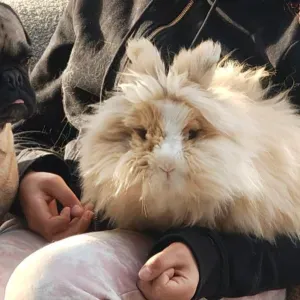 Visites a domicile 2 lapins en extérieur à Braine-le-Châ.