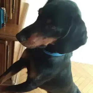 olympe cherche une petsister