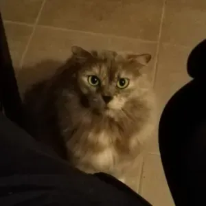 Rendre visite à mon chat