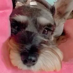 Soy niñera con experiencia en España y en mi pais natal Peru