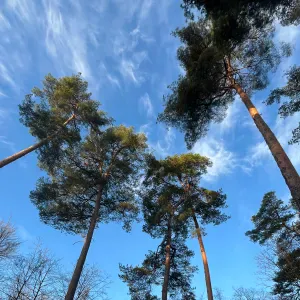 Cherchons une aide ménagère 