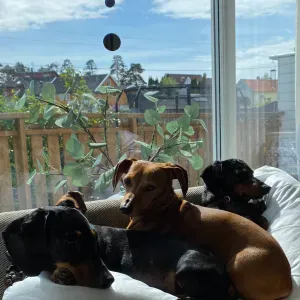 House/Dog Sitting 3-5 April 2026 in Sandefjord, Norway