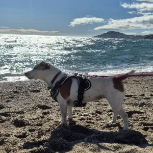 A la recherche d'un.e pet-sitter 