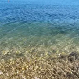 Cerco collaboratrice domestica per mese di agosto