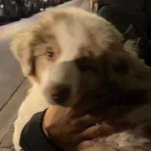 Baby-sitter garde d'enfants à Colombes et au alentours