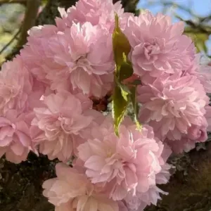 Garde d'animaux à domicile – Sérieuse et passionnée