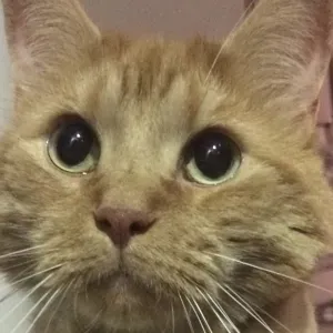 Busco hospedaje temporal para gatito