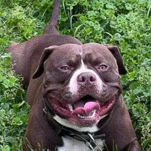 Pet sitter à Paris et ses alentours 