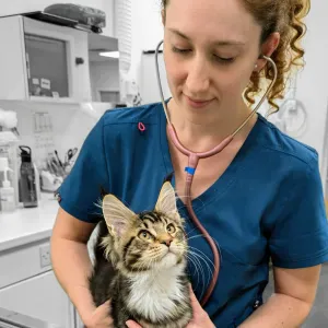 Pet sitting in Valencia - cats, dogs, exotics