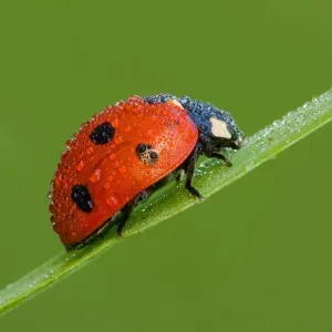 Pet-Sitter à Paris et dans les Hauts de Seine 