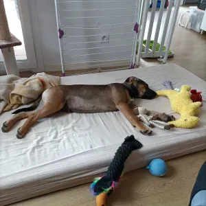 Ballades de votre chien entre midi et deux 