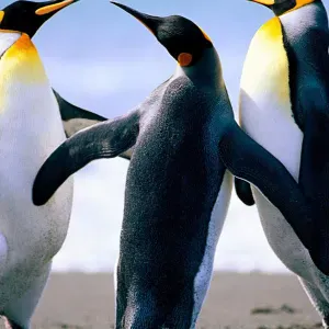 Limpezas para contratar