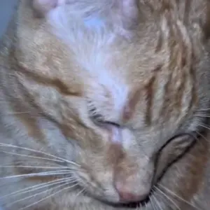 Cherche à faire garder mon chat quelquefois 