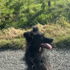 Pet-sitter à Hazebrouck ( promenade…)
