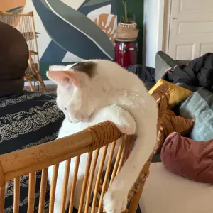 Pet-Sitter à Toulouse ! Tarif 5 à 10€