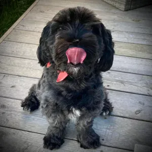 Petsitter sur Avranches ou alentours Fougères