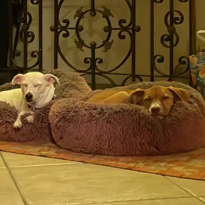 Servizio di pet sitting nella zona nord