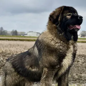 Pet sitter a Robbio, Vercelli e limitrofi