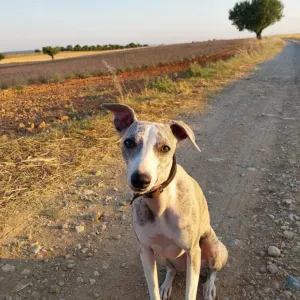 Garde d'une petite whippet de 1 an 