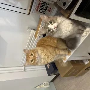 Recherche d'un(e) cat-sitter