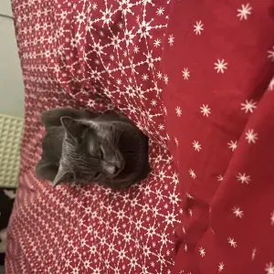 Pet sitting services chat and chien 