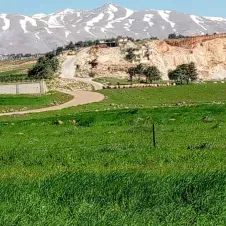 Petsitter doux et responsable 