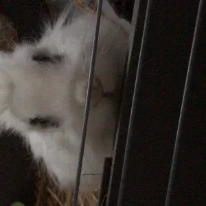 Gardes tous types d'animaux