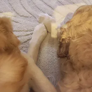 Garde de chiens à domicile – Présence, câlins et balades