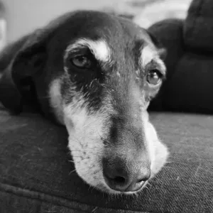 Nounou boules de poils! Câlins et croquettes!