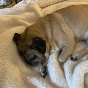 Pet-Sitter à Paris ! (Animaux en tous genres)