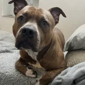 Cerco dog sitter per il mio Pittbull 