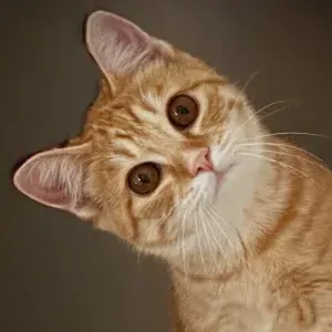 Cerco pet sitter (Maranello, 13-25 Agosto 2026)