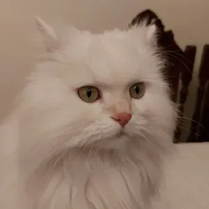 Joy 12 anos