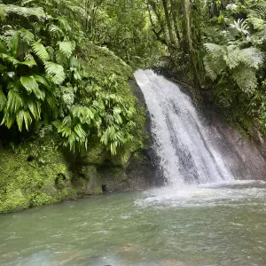 Garde d'animaux ou promenade lors du mois d'août