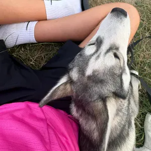 Pet-sitter Francaltroff 57670 et alentours 